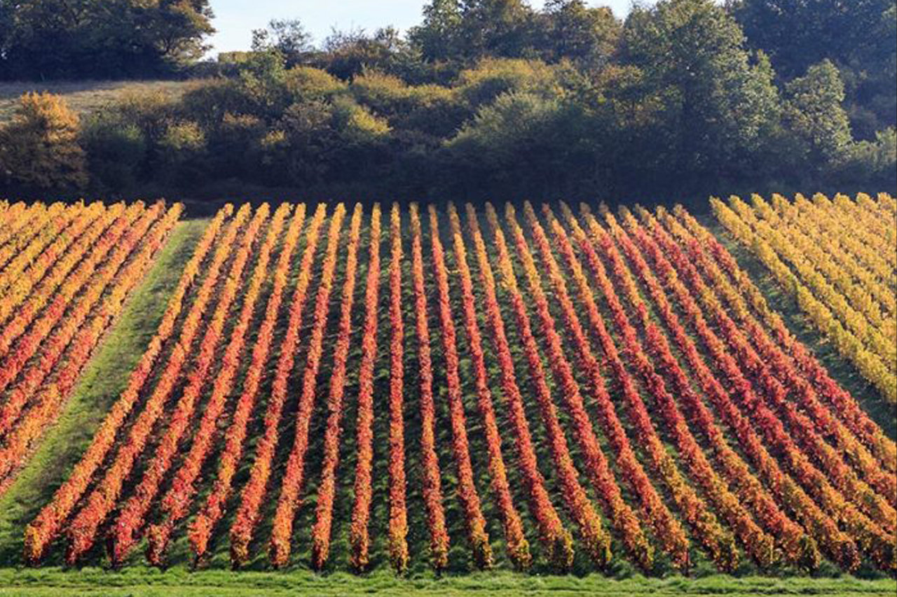 Atelier-dégustation du 13 novembre 2025 : Les appellations bourguignonnes méconnues