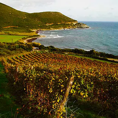 Vignoble-corse-mer